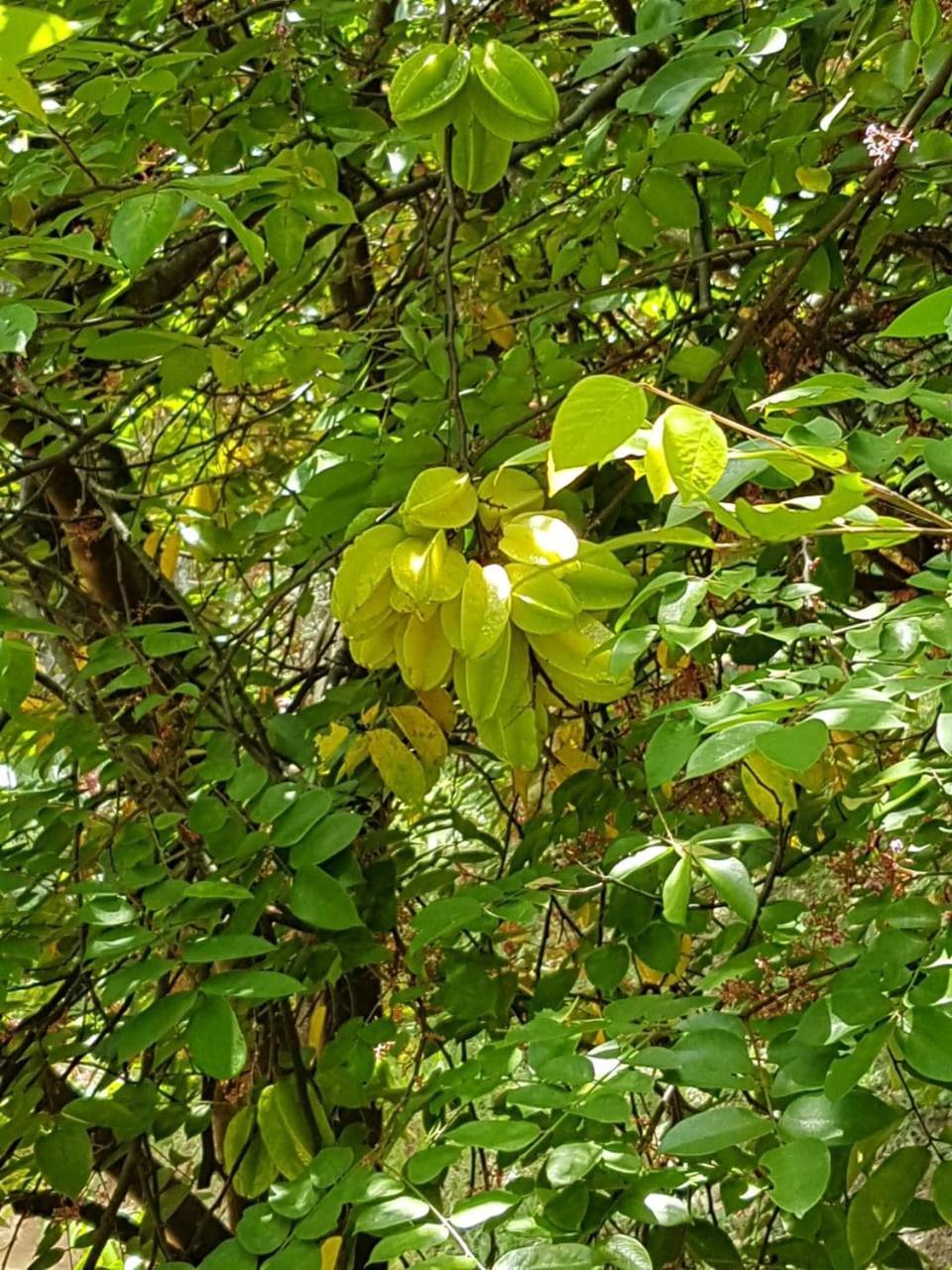 Pousada Rancho Flores Caeté Kültér fotó